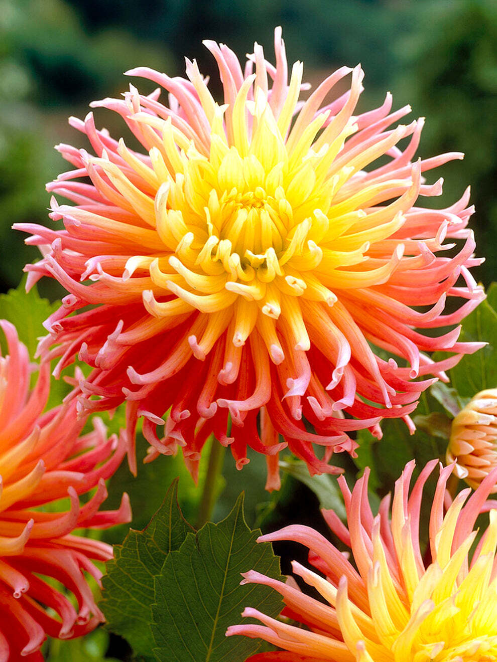 Alfred Grille Cactus Dahlia – 1 root clump Tuber
