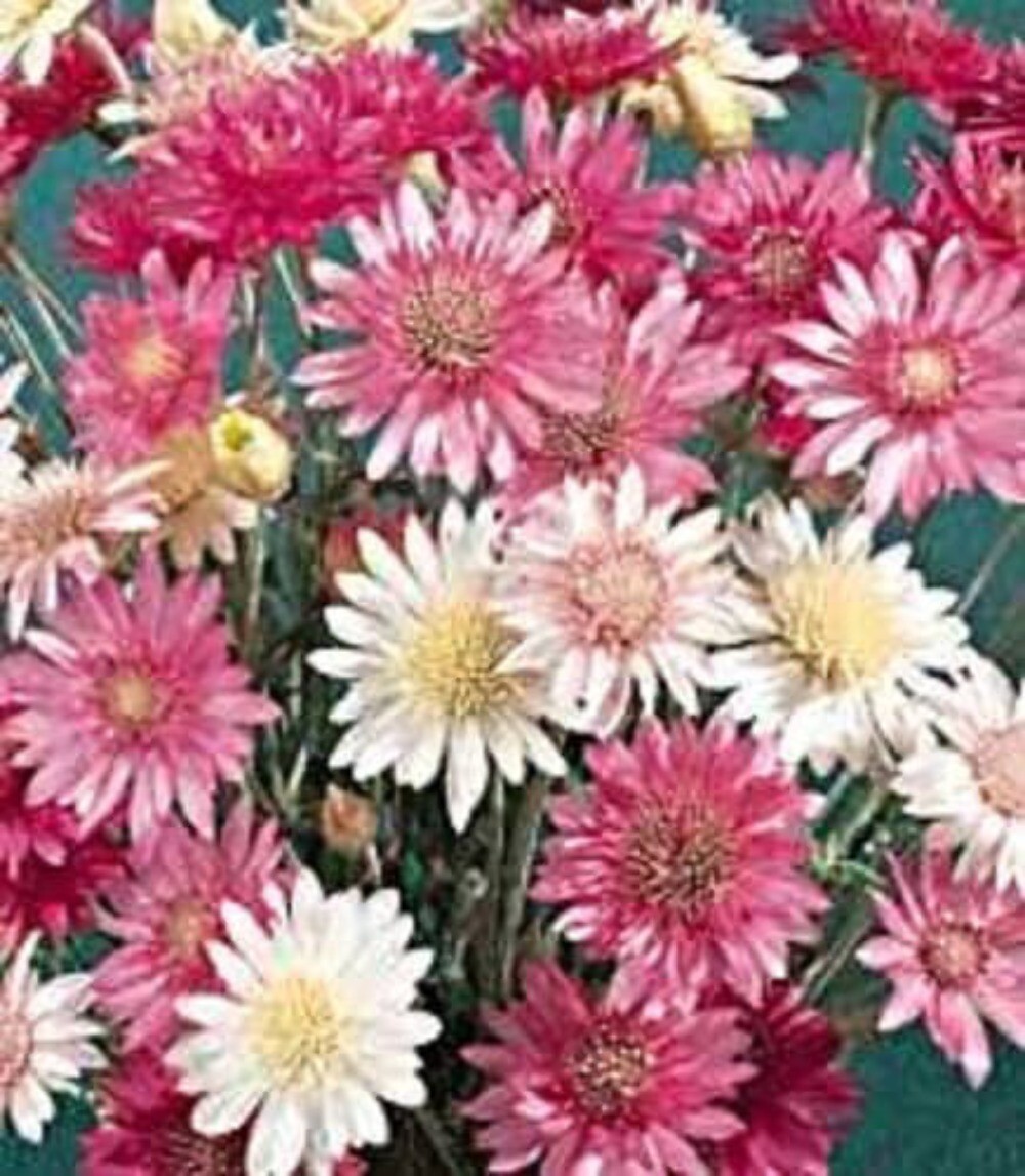 300 IMMORTELLE IMMORTAL MIX Xeranthemum Paper Daisy Everlasting Flower Seeds