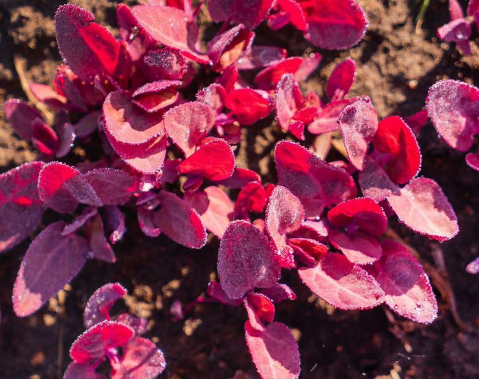 Orach Red Fire HEIRLOOM 100+ Seeds PREMIUM strain 100% Organic Grown In USA