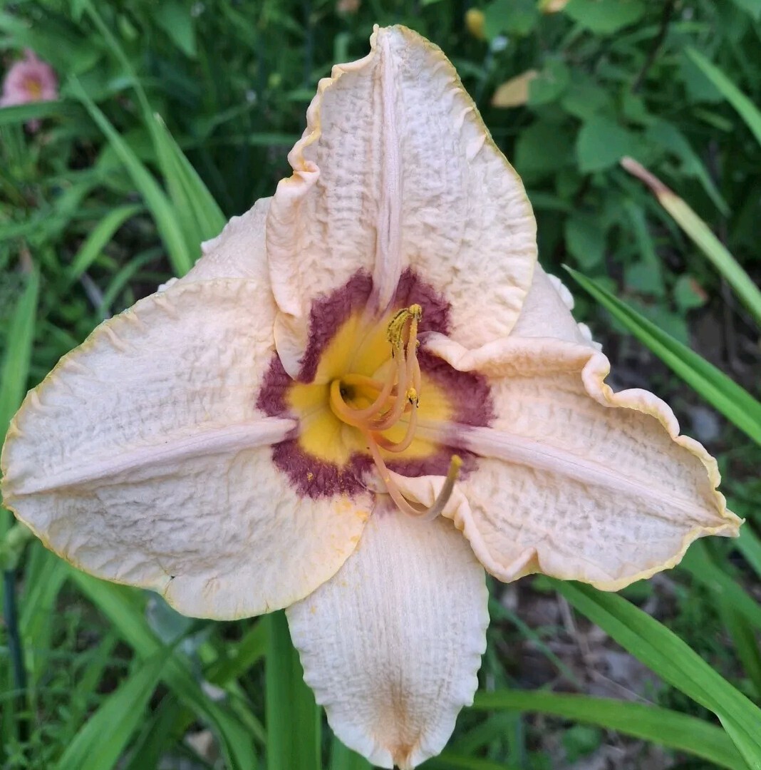 Hemerocallis ‘Gay Cravat’, Daylily, one mature fan, bareroot live starter plant