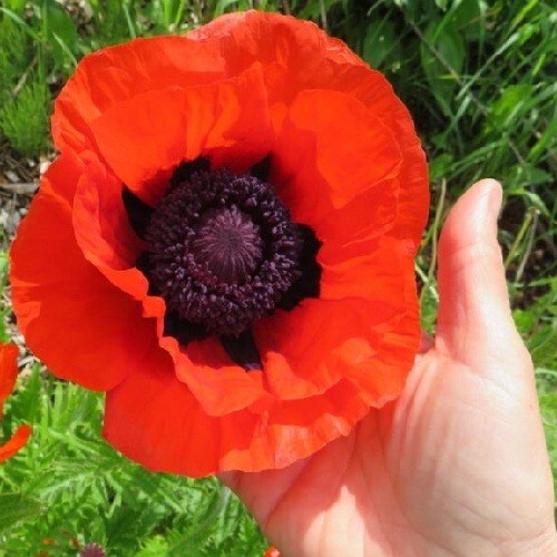 2,500 Papaver orientalis Oriental Perennial Poppy Seeds Organic, Non-GMO US Ship