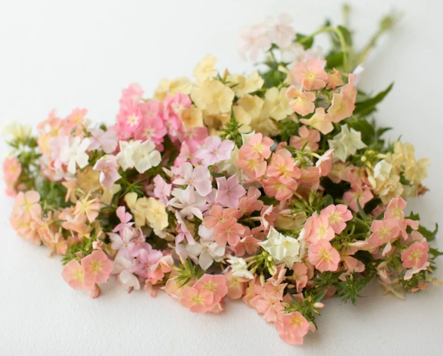Phlox of Sheep PASTEL MIX – Fresh Seeds – Sweet Fragrance! Non-GMO USA-Native