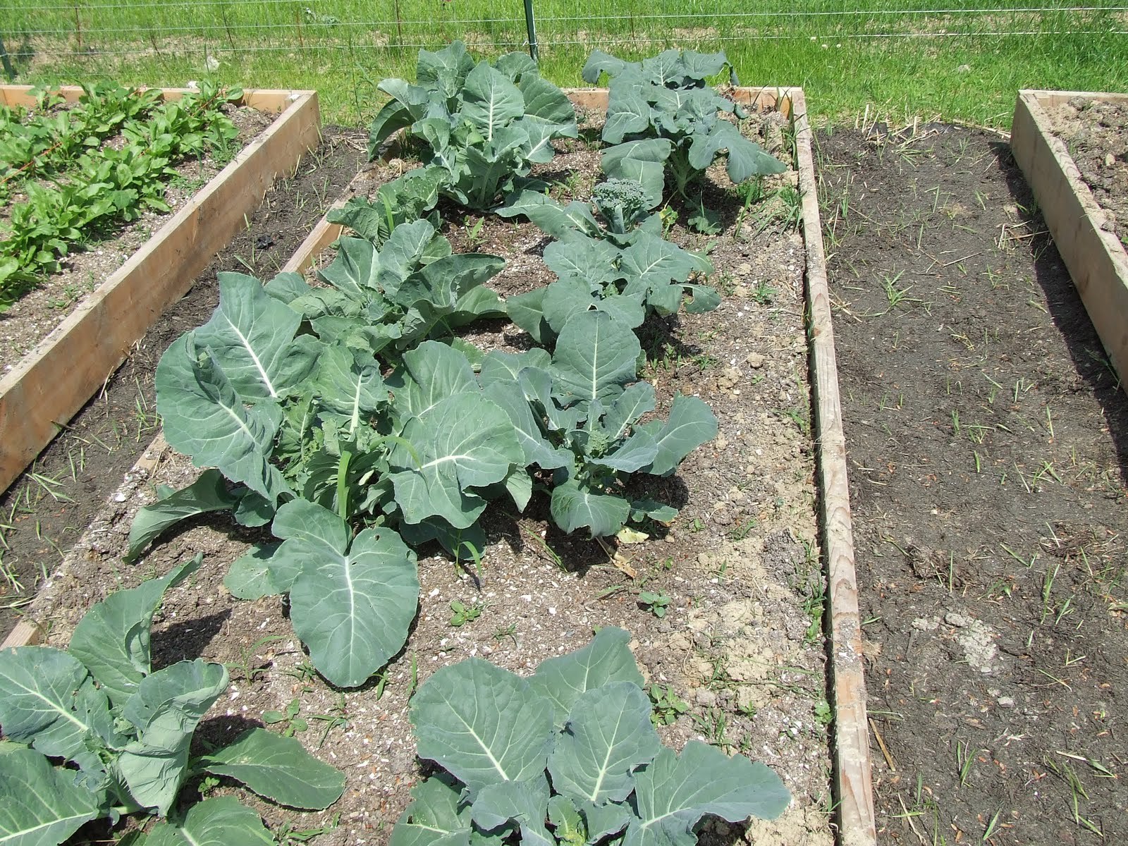 Cauliflower Seeds – Early Snowball Y