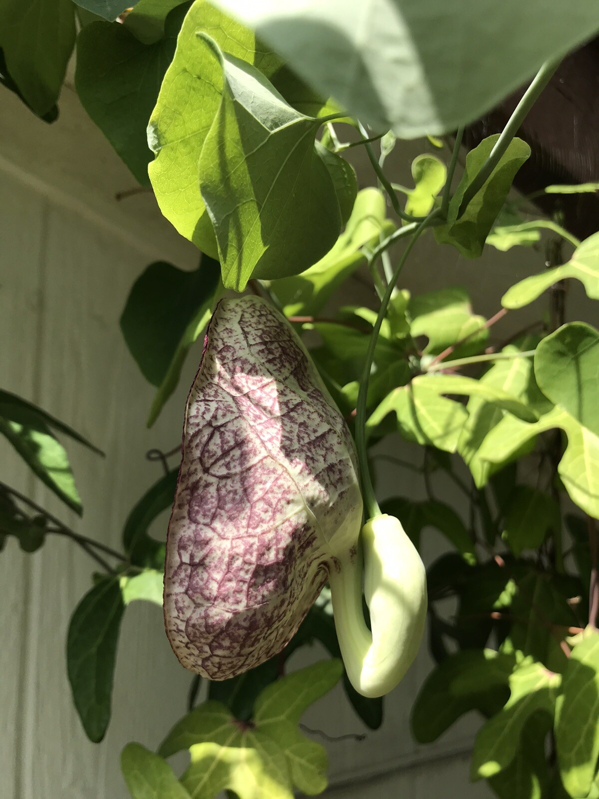 Aristolochia elegans littoralis 10 seeds