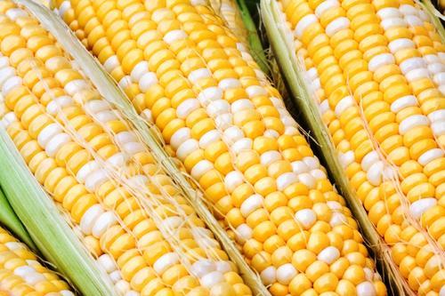 Sweet Corn Seed: Ambrosia Sweet Corn Seeds Fresh Seed FREE Shipping