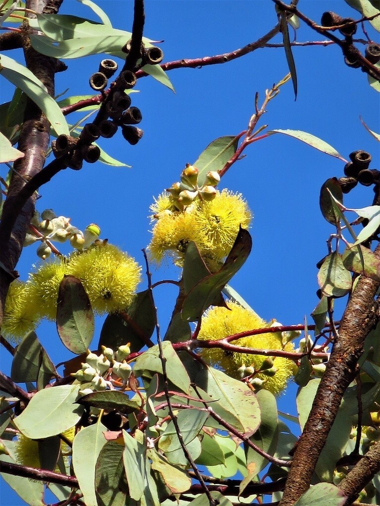 20+ Eucalyptus woodwardii Seeds – ‘Gungurra’, ‘Lemon-flowered Mallee’