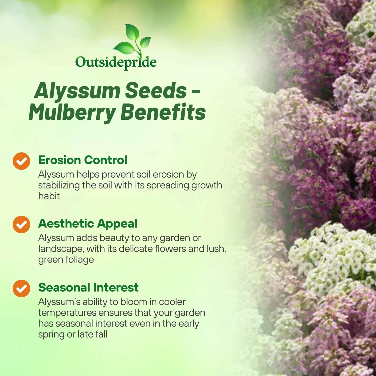 Wonderland Mulberry Mix Alyssum Seeds – 1000 Pcs Annual, Drought-Tolerant & E…