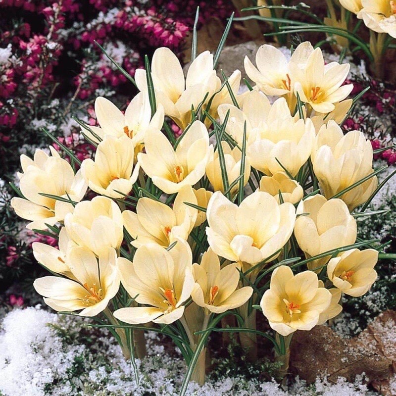 20 SEEDS Light Yellow CROCUS fragrant flower exotic bush garden plant USA Seller