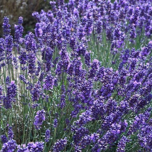 155 seeds| Vera Lavender Flower Herb Seeds #6008