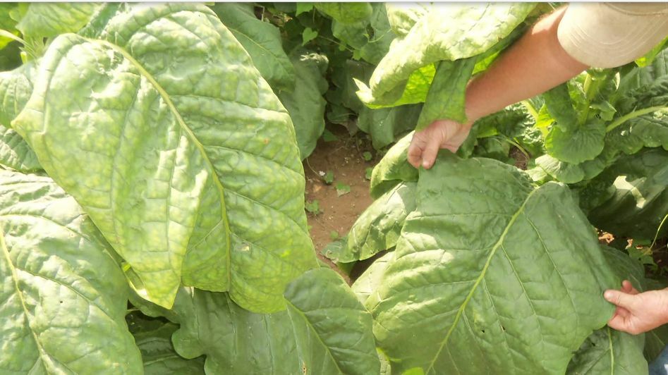 Black Mammoth Tobacco 1000+ Seeds Snuss Snuff Chew Pipe Cigarettes 2023 Crop