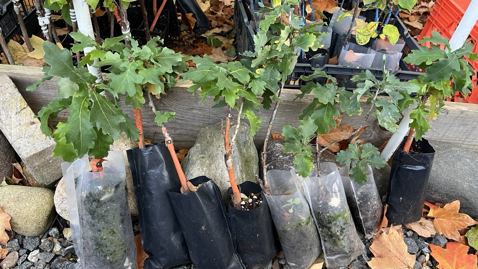Quercus robur ‘Compacta’ Dwarf Compact English Oak Grafted Tree Rare Item