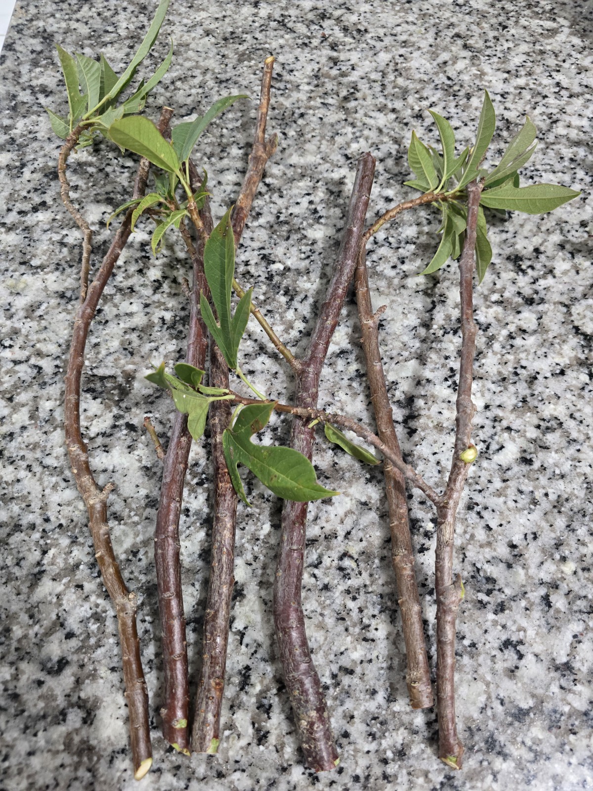 Tropical Red Jatropha ( Peregrina or spicy jatropha) 6 Fresh Cuttings 10″ Inc