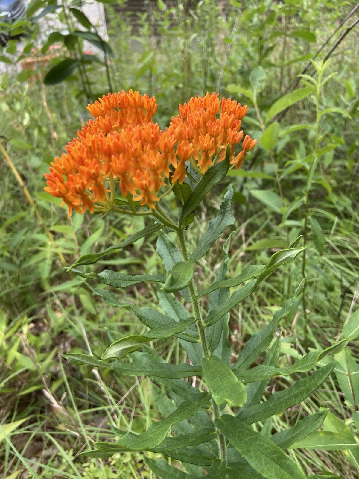 Set 2 Orange Milkweed Live Starter Plant – 3-8″ Tall – Monarch Butterfly Attract