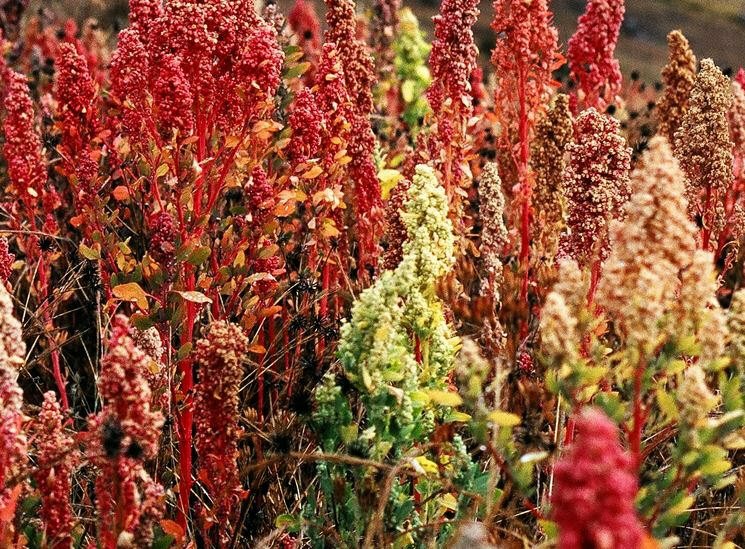 Brilliant Rainbow Quinoa Greens Seeds 100+ Vegetable NON-GMO USA FREE SHIPPING