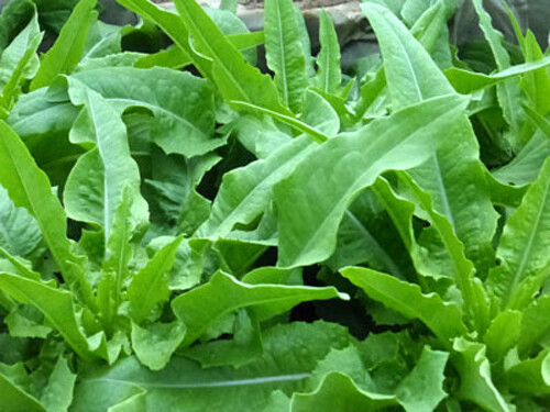 200+Chinese leaf lettuce Seeds Sword pointed lettuce A Choy Yu Mai Tsai USA