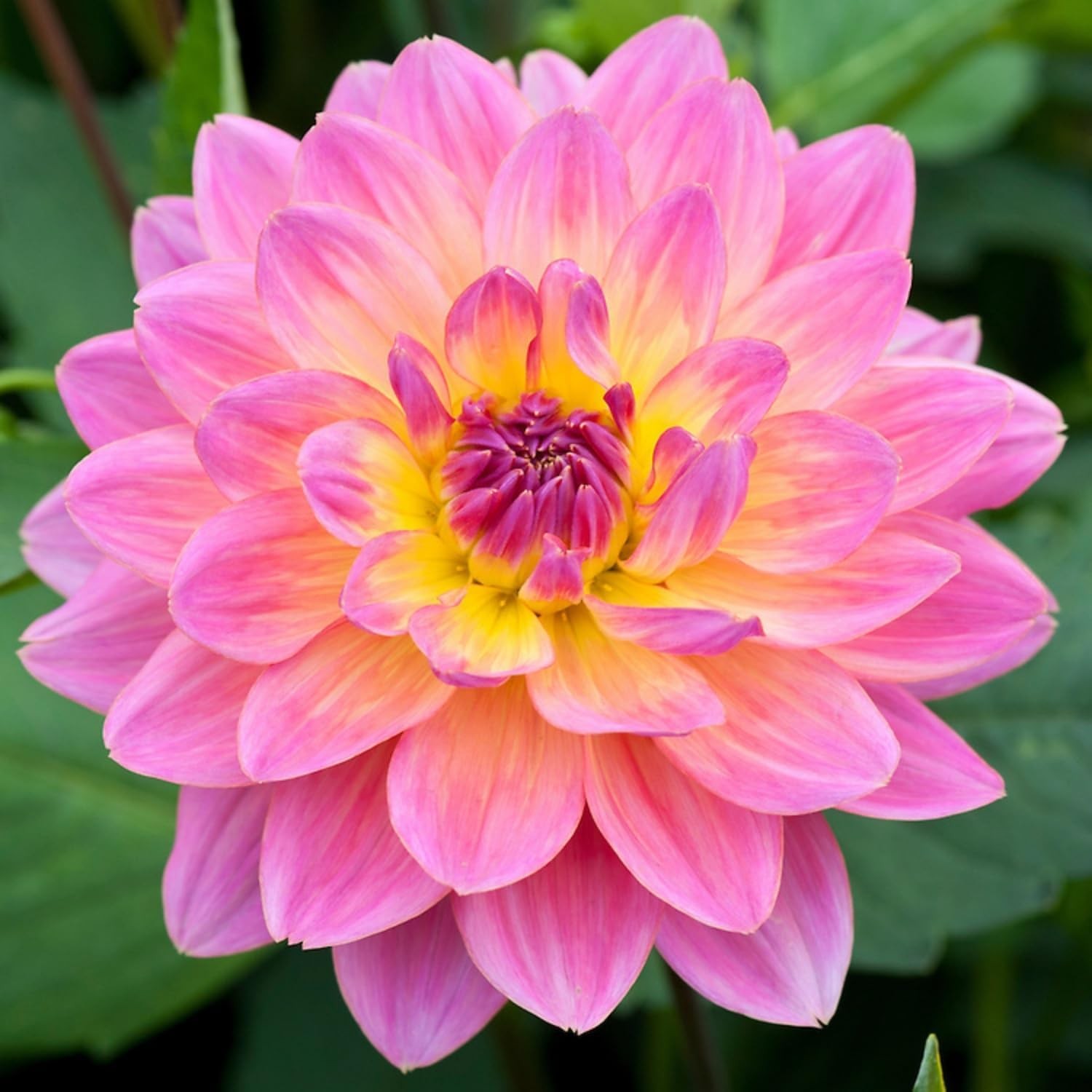 200+ PCS Mix Dahlia Seeds Flowers Compound Petals Multi-Color Beautiful Annual