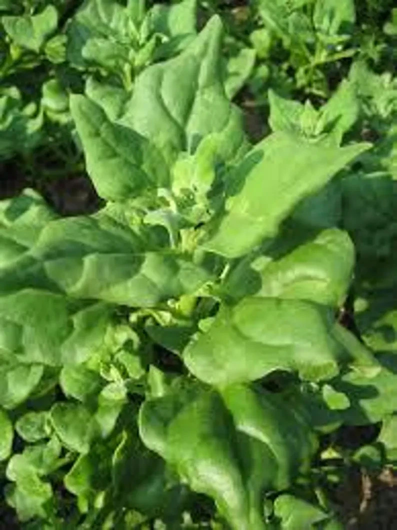100 New Zealand Spinach. Organic. USA Seeds. Ships free