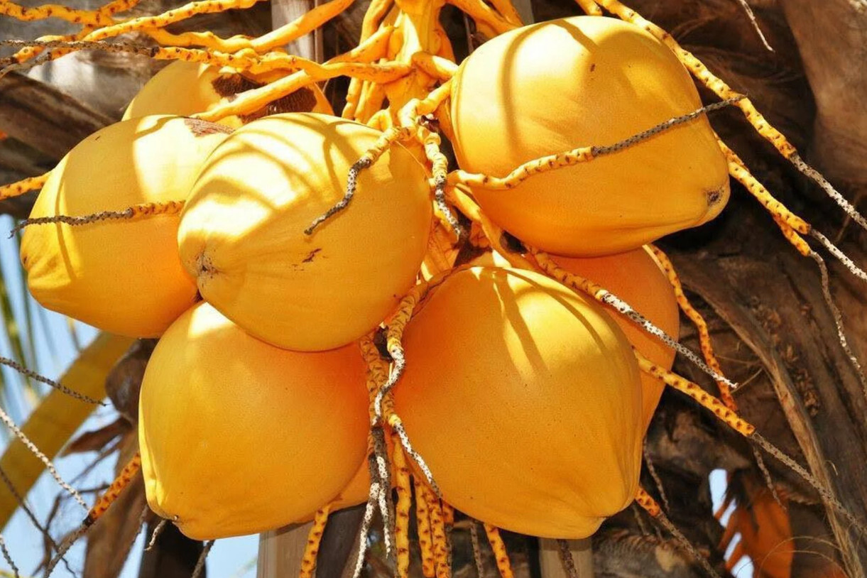 🥥 Set of 2 Dwarf Yellow Malayan Coconut Seeds – Tropical Edible Palm–Unsprouted