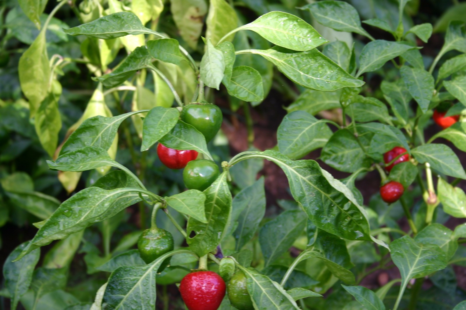 South African sweet piquante peppa-dew pepper seed – 40 seeds