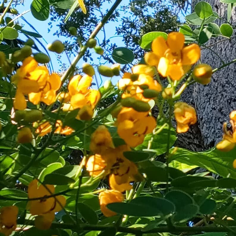 150 Heirloom Christmas Cassia seeds – Senna Bicapsularis/ Senna Pendula