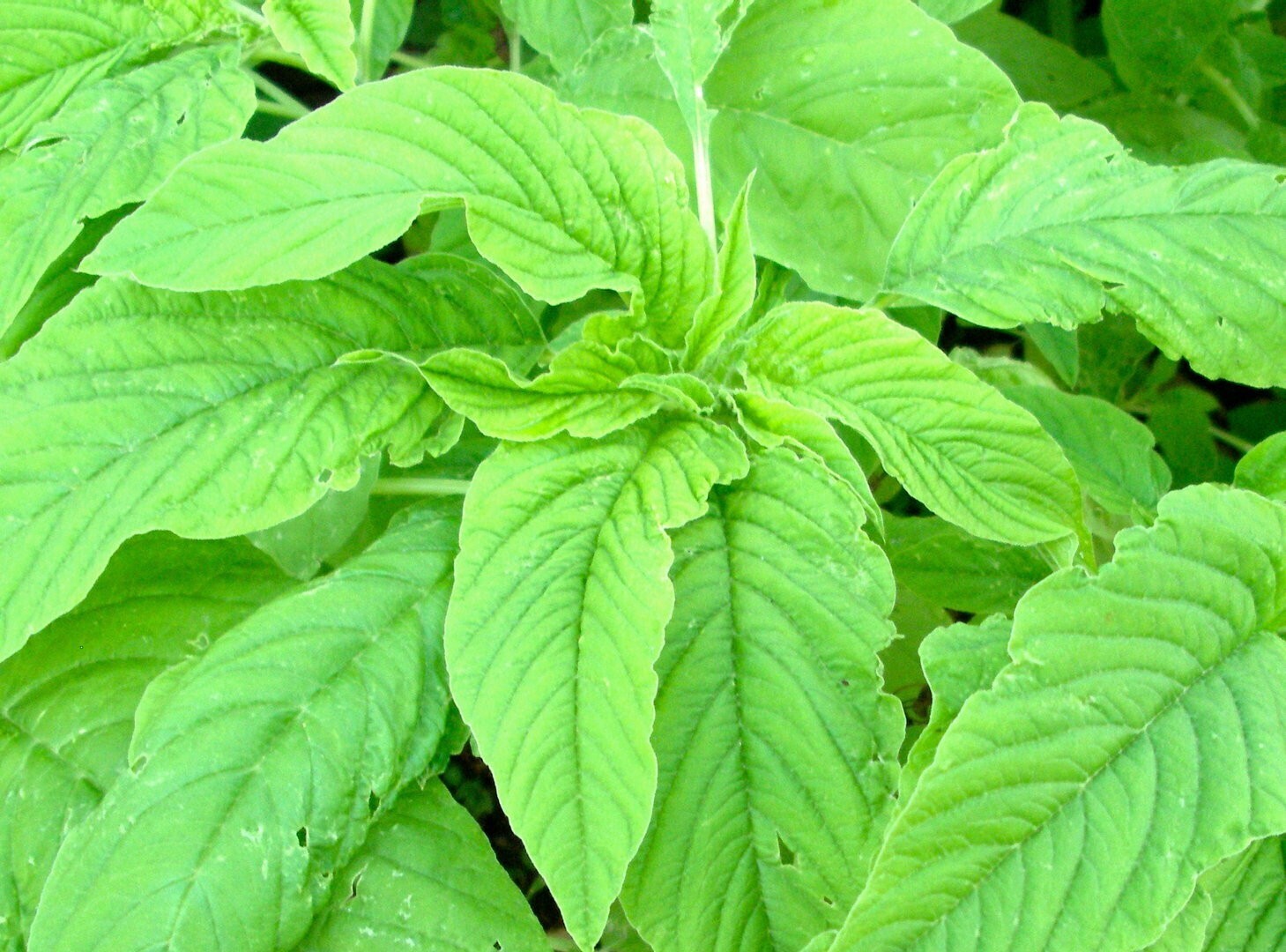 1000-2000 Varieties Red, Green, Red Stem, White Amaranth Chinese Spinach Seeds