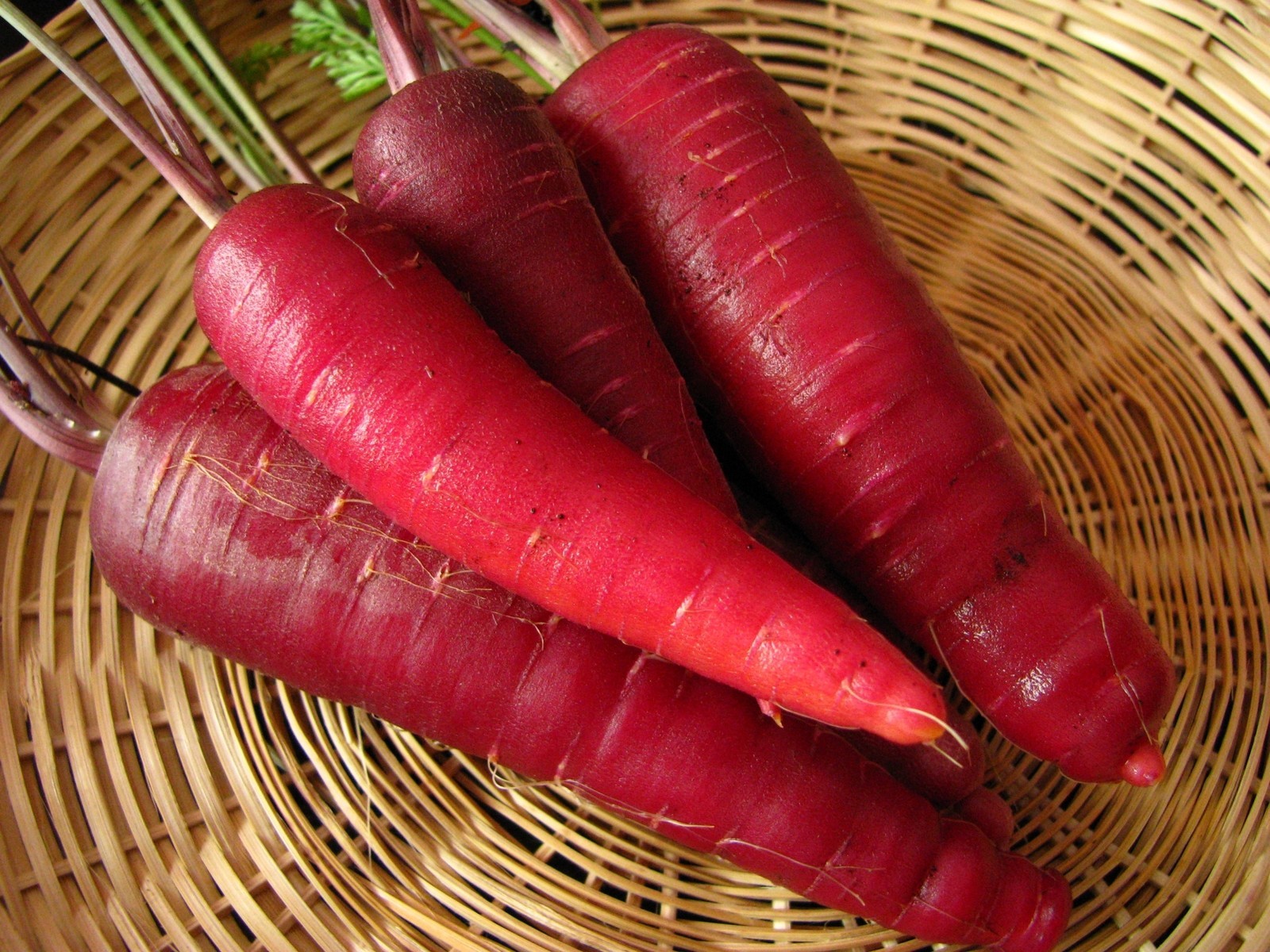 Carrot Seeds- Cosmic Purple- 200+ 2021 Seeds $1.69 max. shipping!
