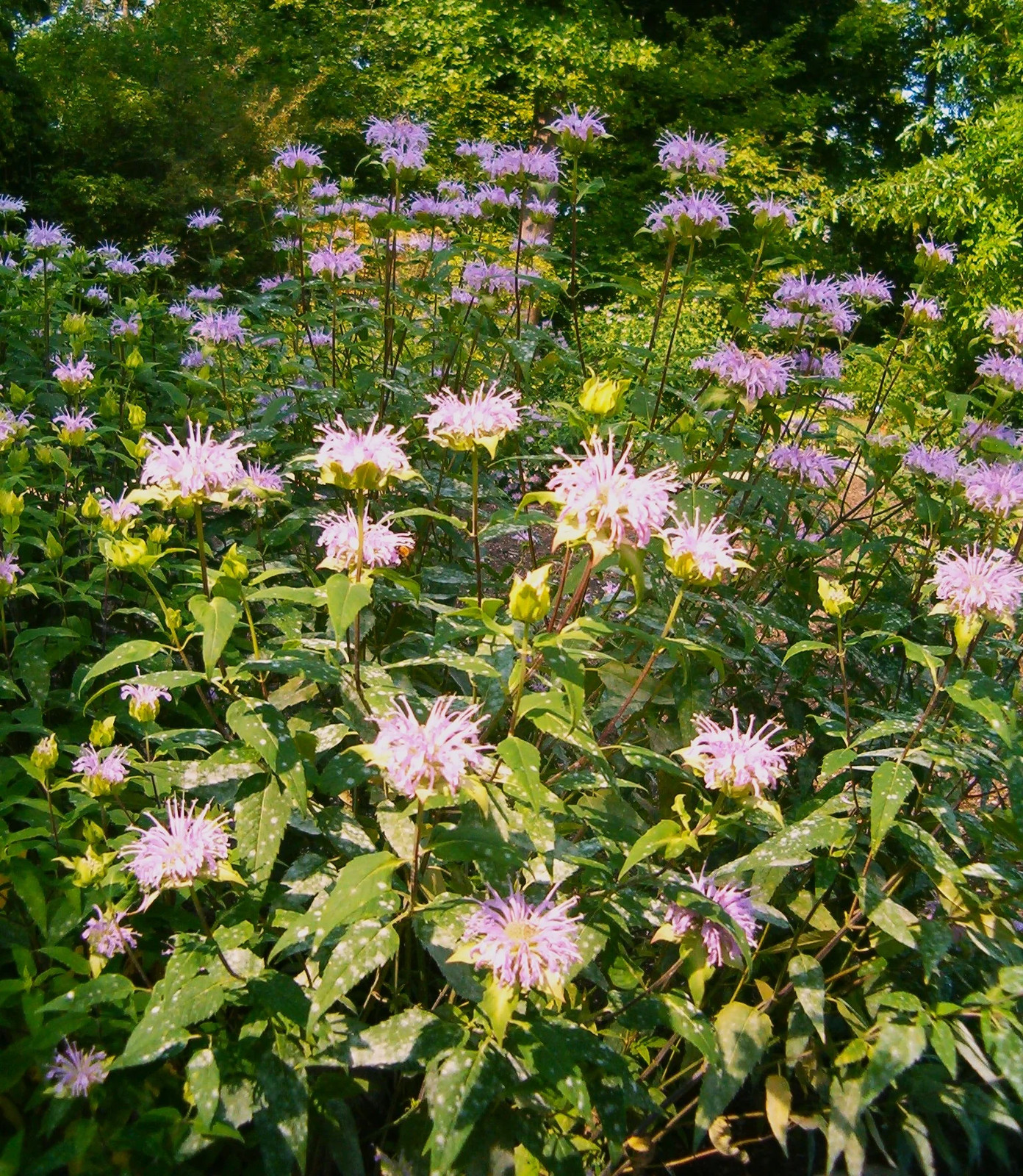 Bee Balm (Wild Bergamot) Seeds – For 2025 Planting Pollinator Magnet Sweet
