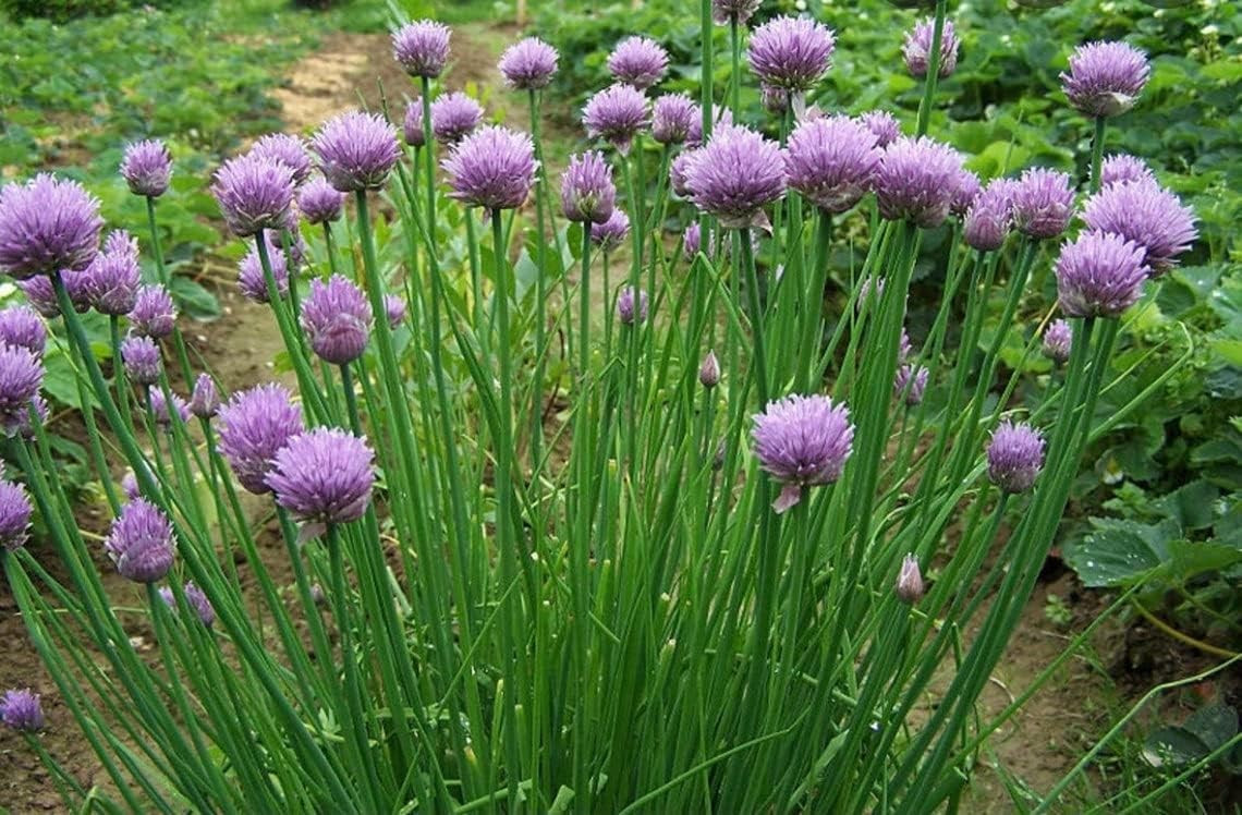 500+ CHIVES SEEDS — GREEN ONION — PERENNIAL — MOSQUITO REPELLENT — FRESH
