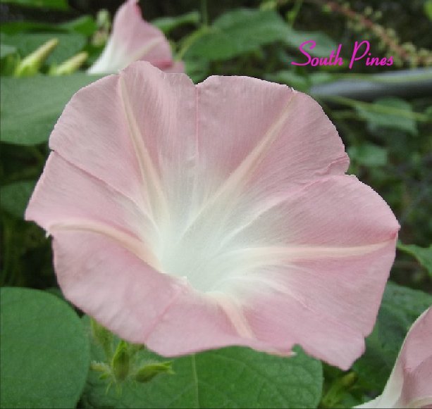 ✿ NEW ✿ Dream Catcher- Morning Glory – ipomoea Purpurea – 10 Seeds – RARE PEACH