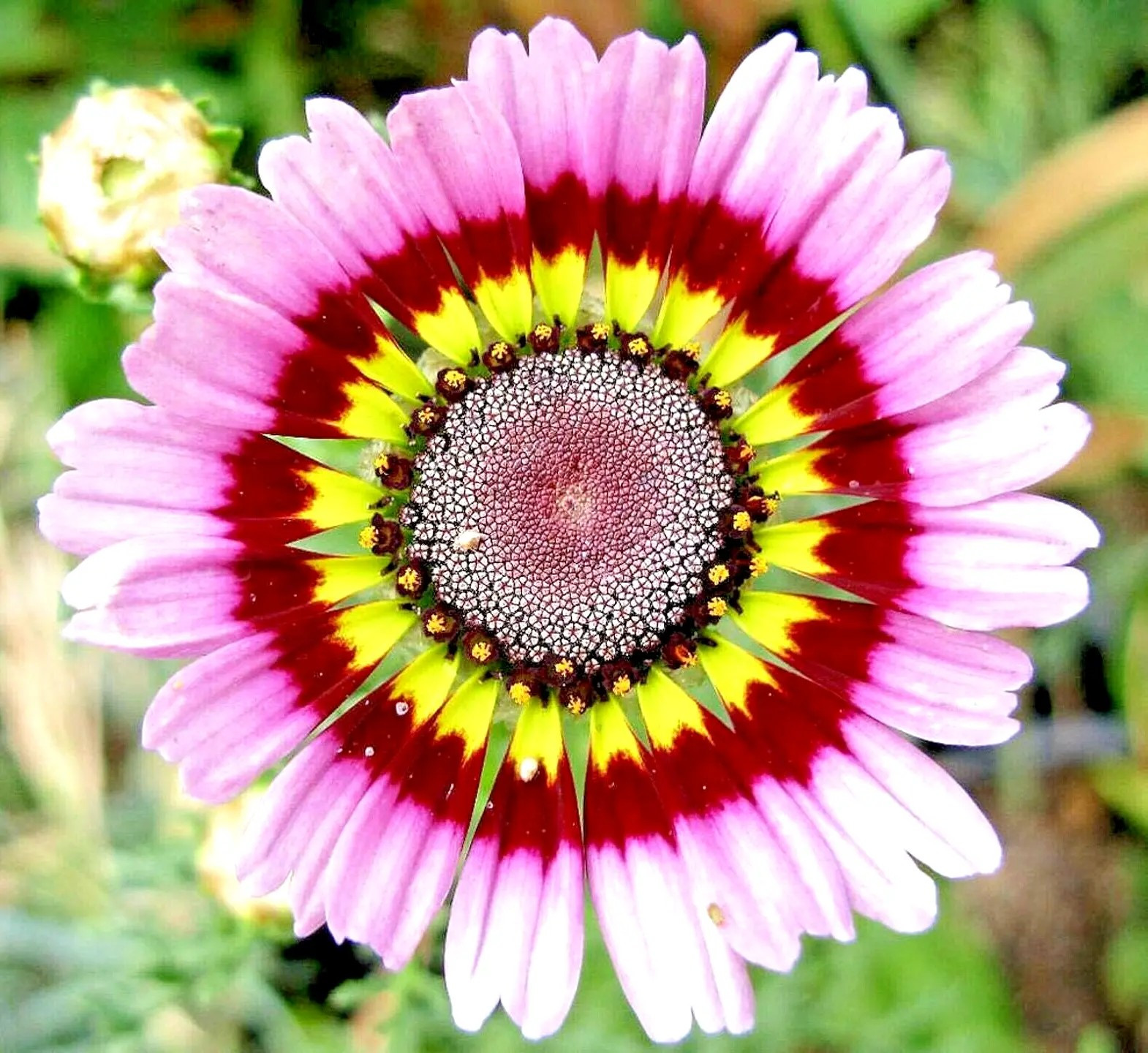 200+ PAINTED DAISY MIX SEEDS – HUGE FLOWERS – BUTTERFLIES BEES – BRIGHT COLORS