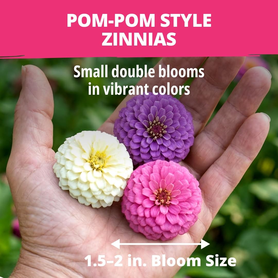 HOME GROWN Zinnia Lilliput Mix Flower Seeds for Planting Spring 1-Pack, Green