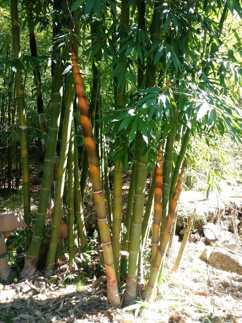 Dendrocalamus longispathus | Long Sheath & Clumping Edible Bamboo | 20_Seeds