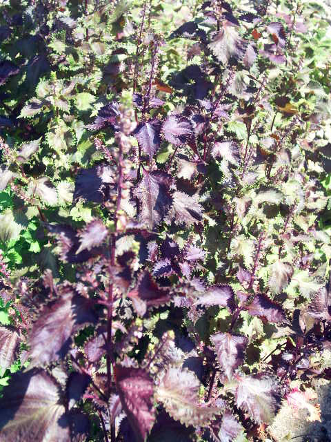 40 RED LEAFED PERILLA SEEDS – Perilla frutescens (Aka-Shiso) – repels ticks