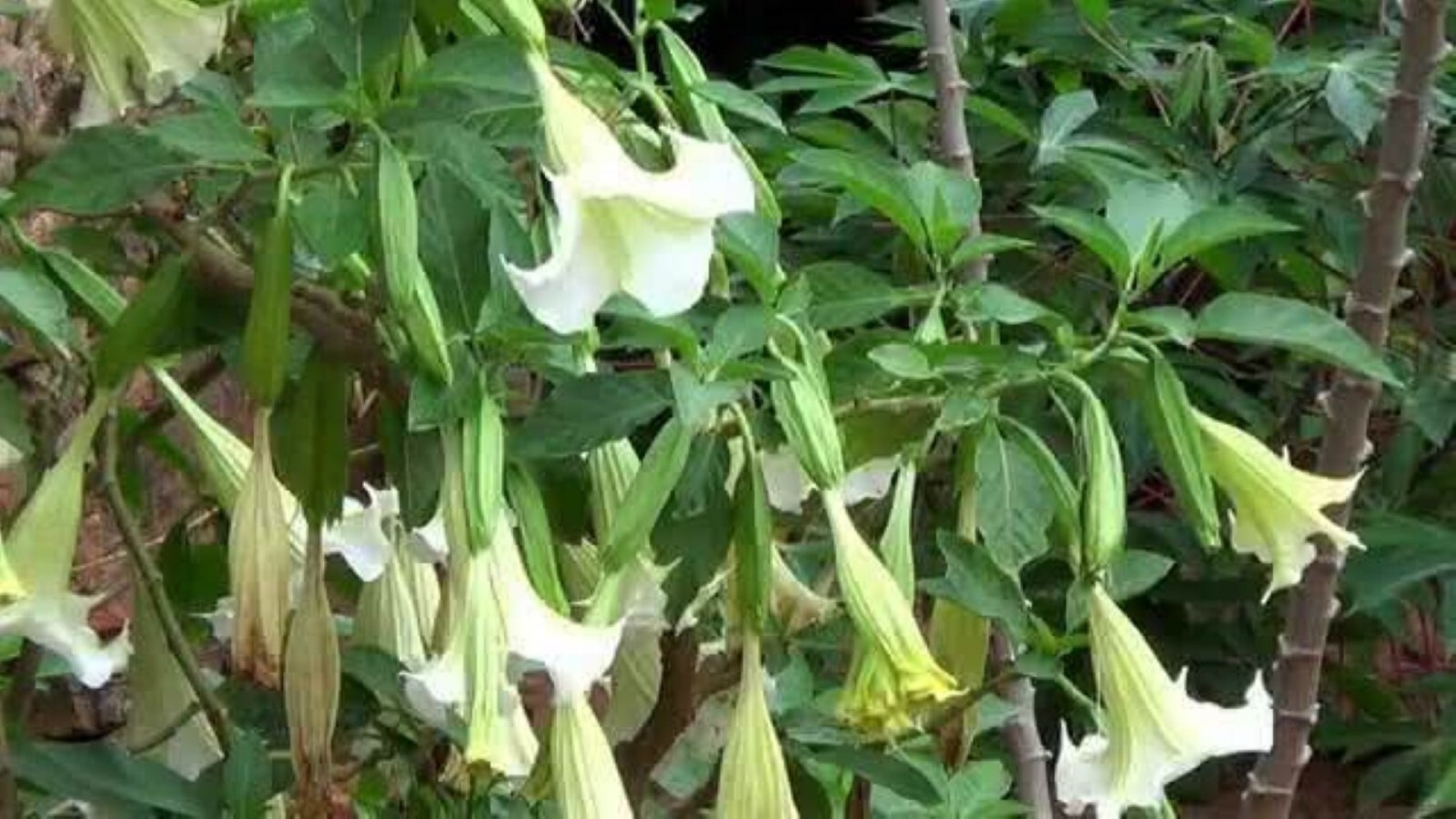 White Brugmansia angel Trumpet Live Plant 6-8 inches tall, shipped in pot