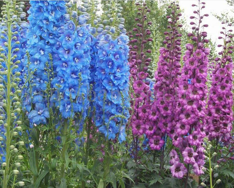 600+LARKSPUR Rocket IMPERIAL Mix Seeds Native Wildflower Cut Flowers Pollinators