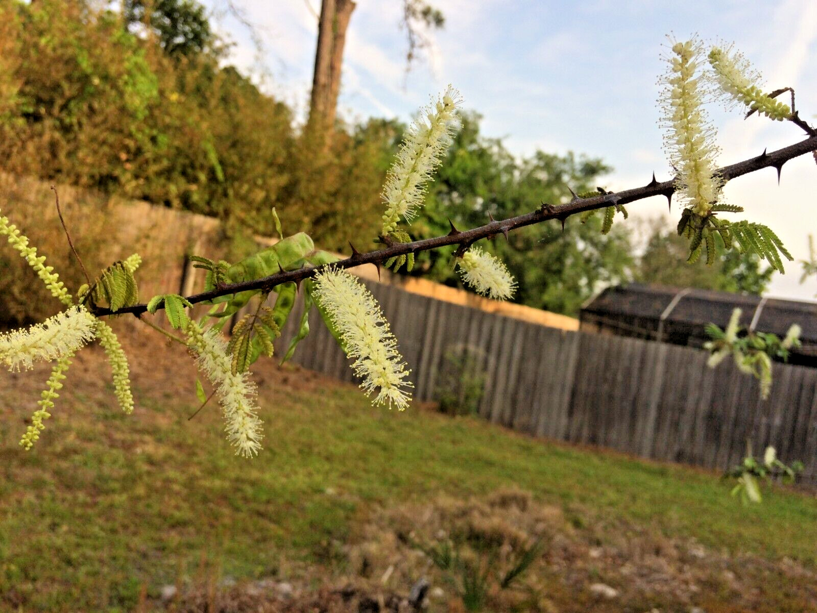 Mimosa Tenuiflora Seeds (White Flower) – 100 Seeds – 2024 Season