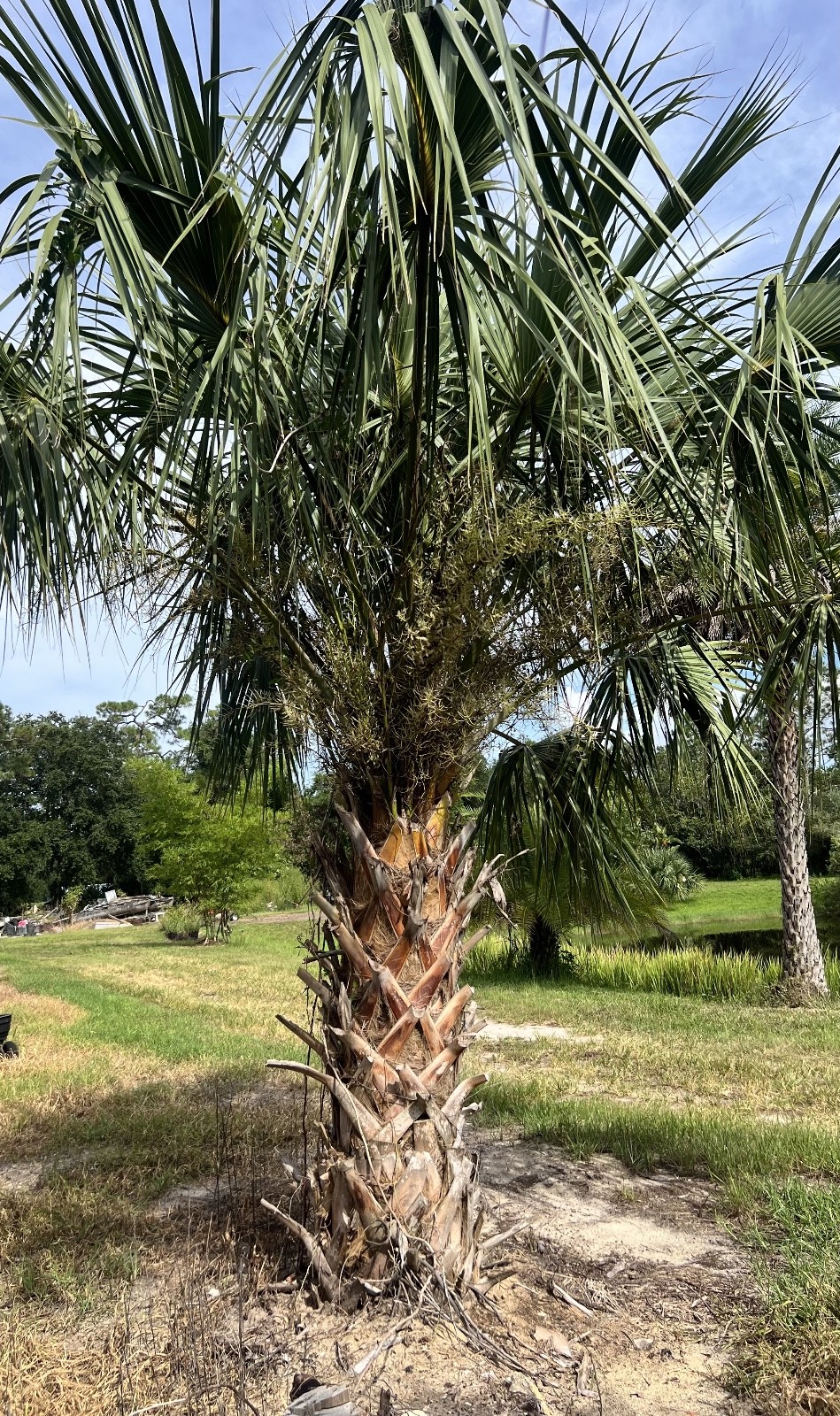 50 Cabbage Palm Seeds – Sabal palmetto seeds – several amounts available