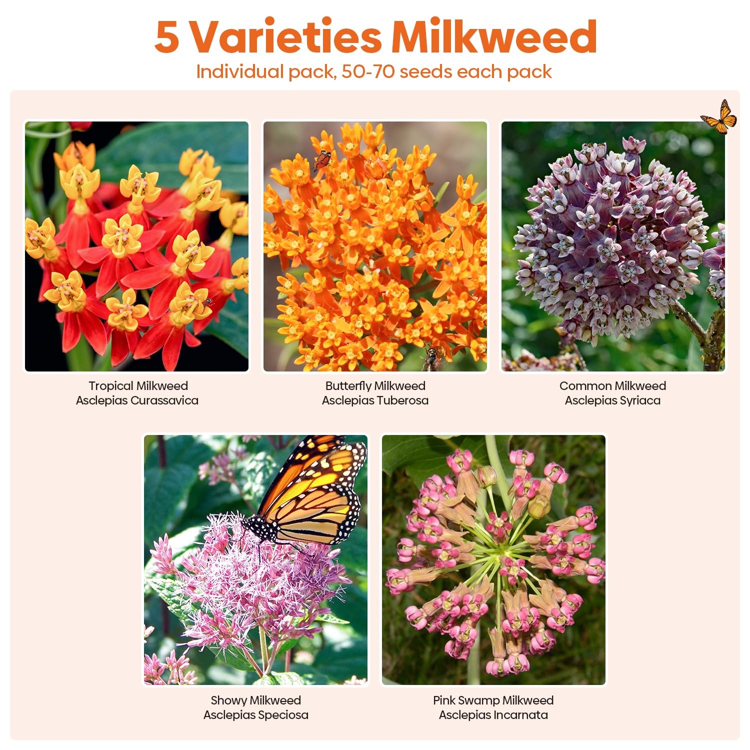Milkweed Seeds for Planting Attract Monarch Butterflies NonGMO Pack of 5