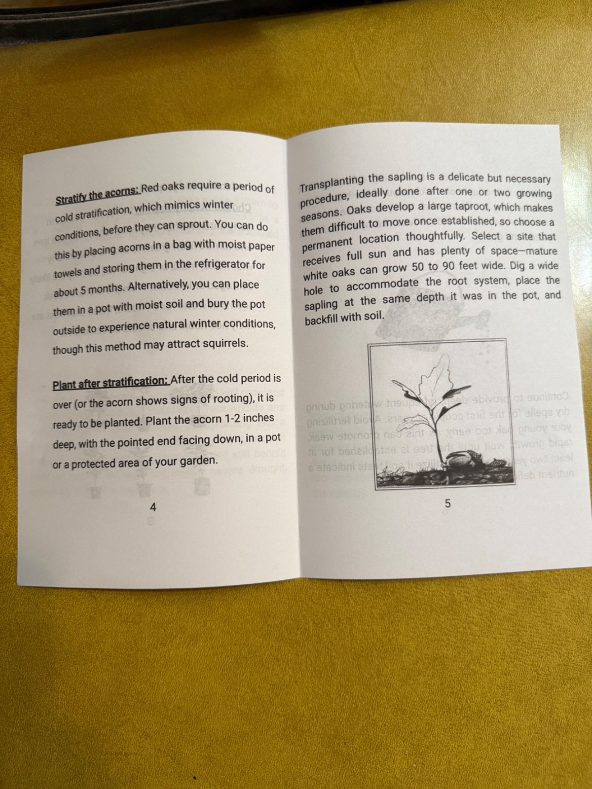 NORTHERN RED OAK Tree Planting Kit with 20 seeds and printed Growers Guide