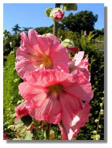 ROSE 11 FT TALL 30+ GIANT DANISH HOLLYHOCK FLOWER SEEDS