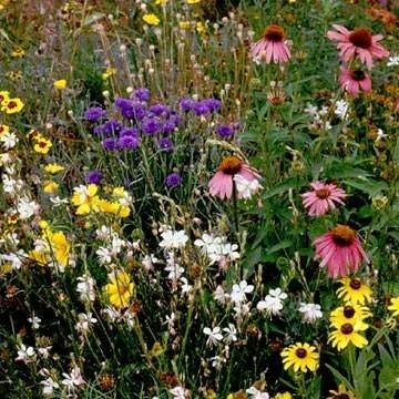 Southeast Wildflower Seed Mix – 5 lbs Highly Adaptable, Easy to Grow, Low-Mai…