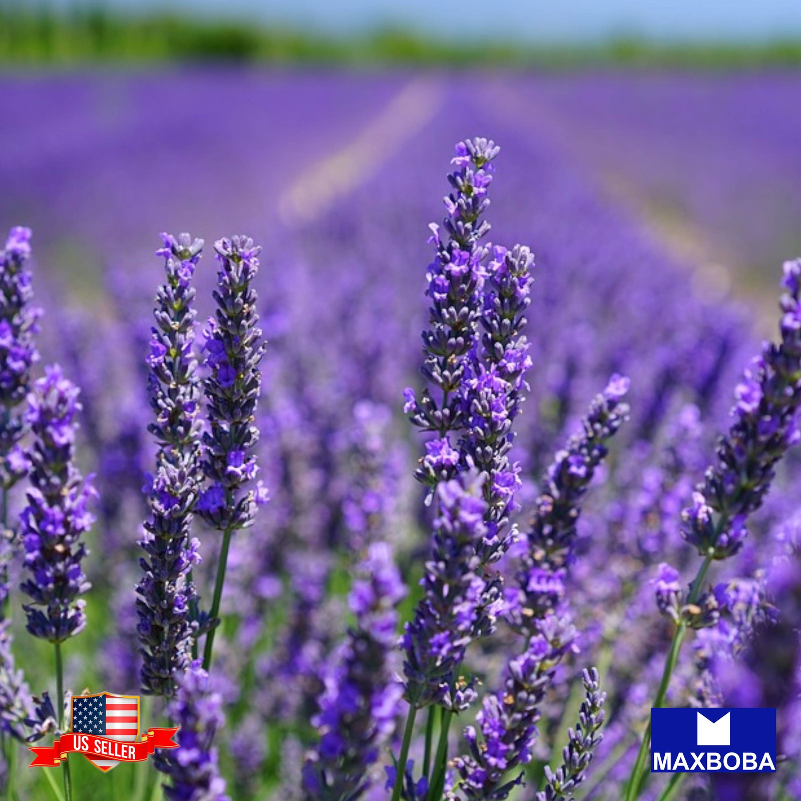 Lavender 350 Seeds Common English (aka Vera) Non-GMO BTGO 75% OFF