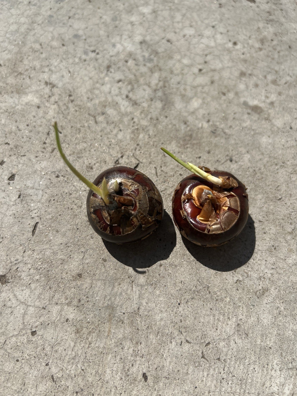 2 Pcs Sprouted Water Chestnut Corms Eleocharis Dulcis Ready to Plant