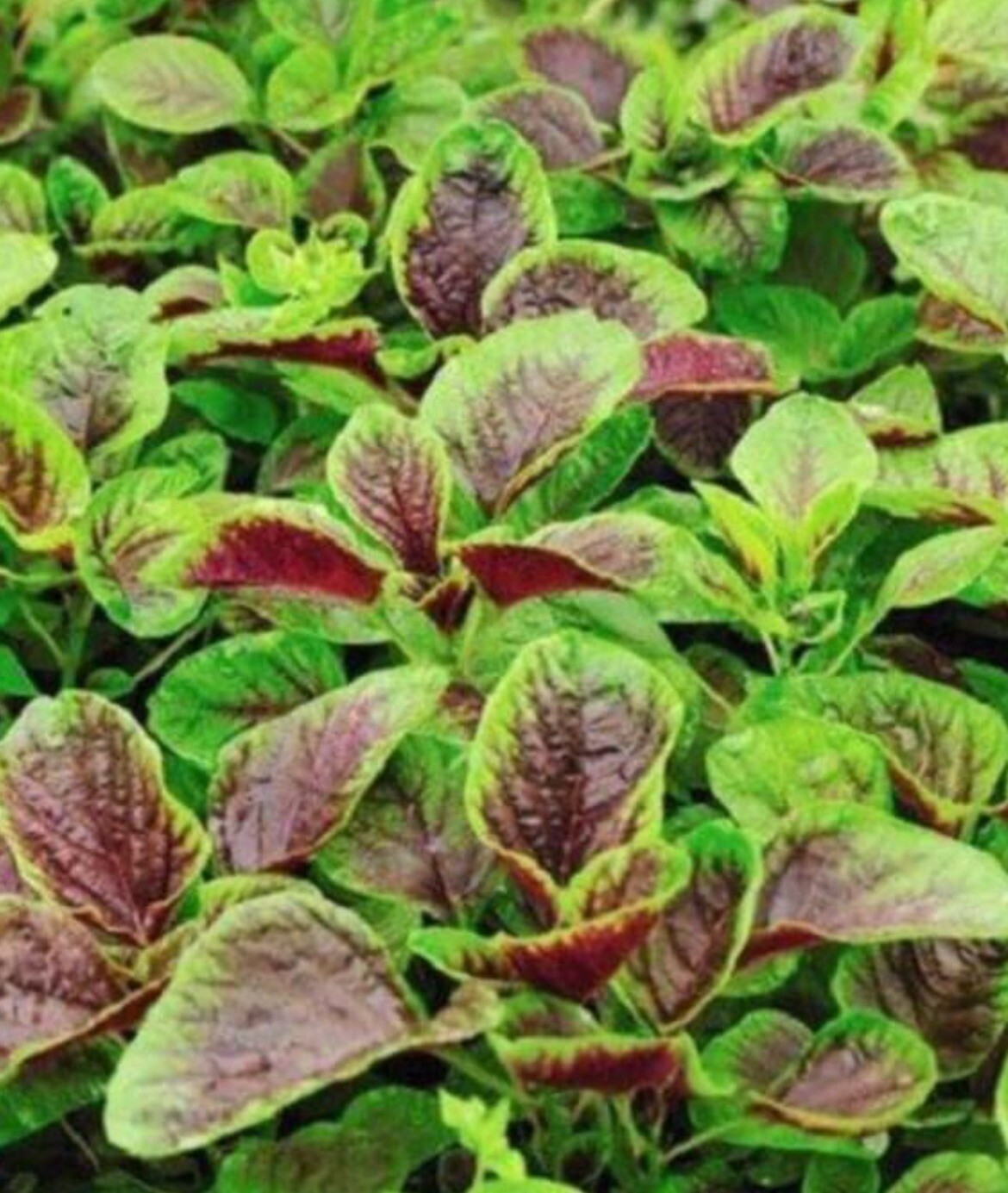 500+ SEEDS Amaranth RED BEAUTY Red stripe leaf Chinese Spinach Yin Cho Callaloo