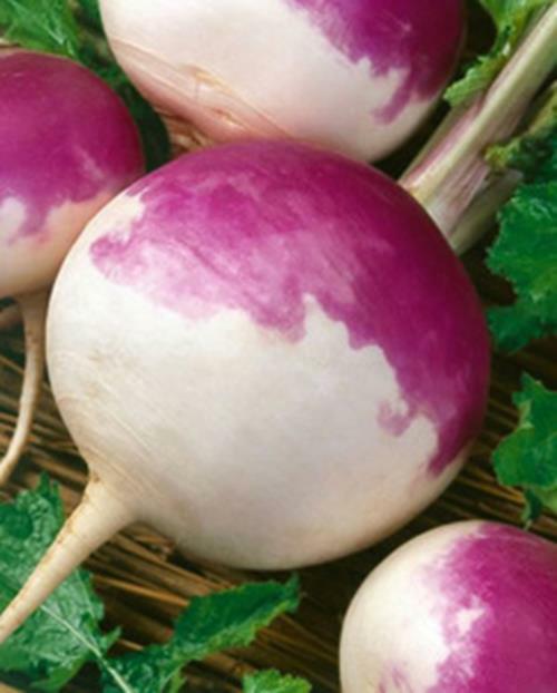 Seven Top Turnip Seed, 1 Pound, Best For Greens, Heirloom, NON GMO, USA Seed