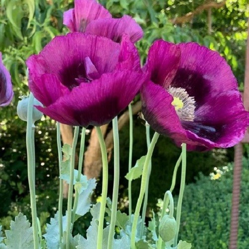 5,000+ Heirloom Organic Lauren’s Grape Papavaer Somniferum Poppy Seeds. Non-GMO