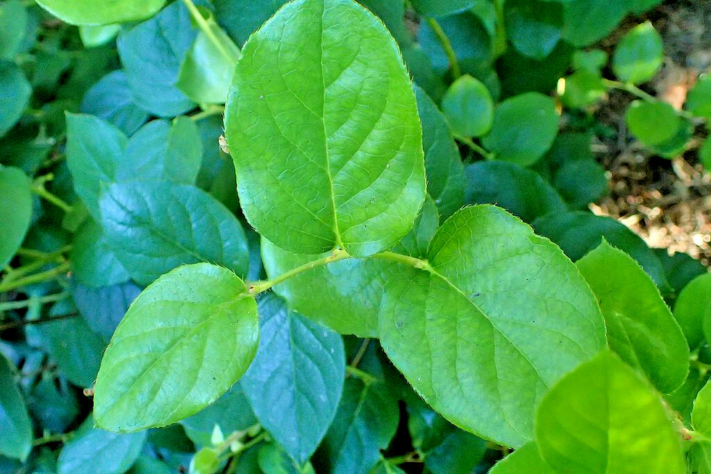SALAL 1001 SEEDS GAULTHERIA SHALON, HARDY EVERGREEN SHRUB, EDIBLE BERRIES
