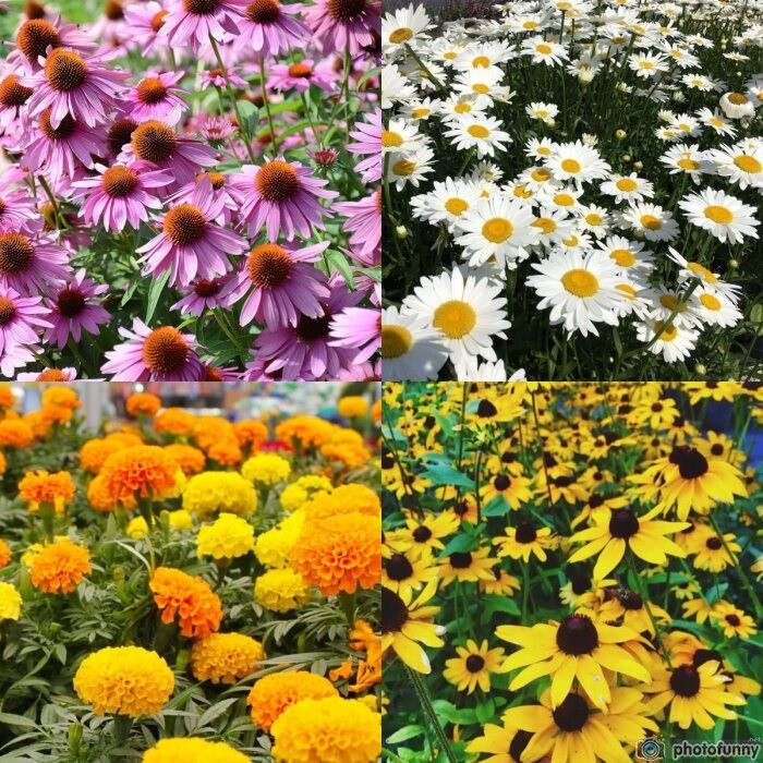 Shasta Daisy, Black eye Susan, Purple Coneflower + African Marigold 800 seeds