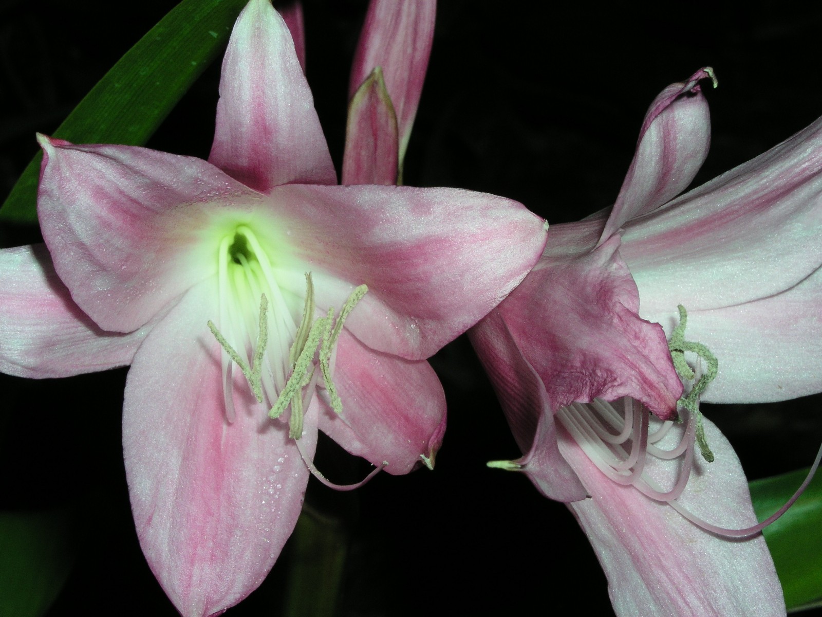 Crinum Lily, Worsleyi, medium-size bulb, NEW