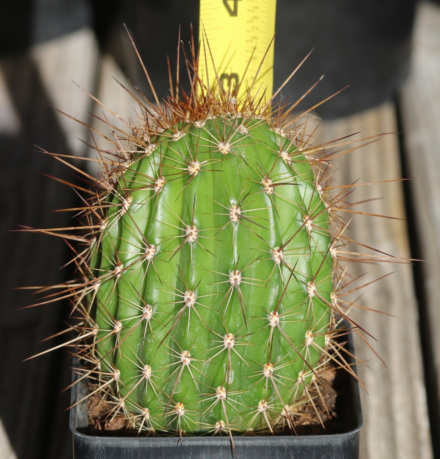 Tricho hybrid ‘First Light’